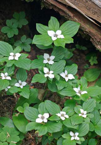 Path lined with woodland plants
