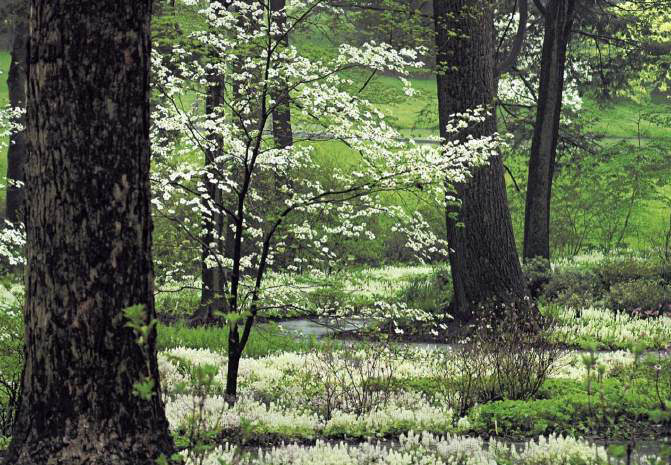 Flowering woodland beside a creek