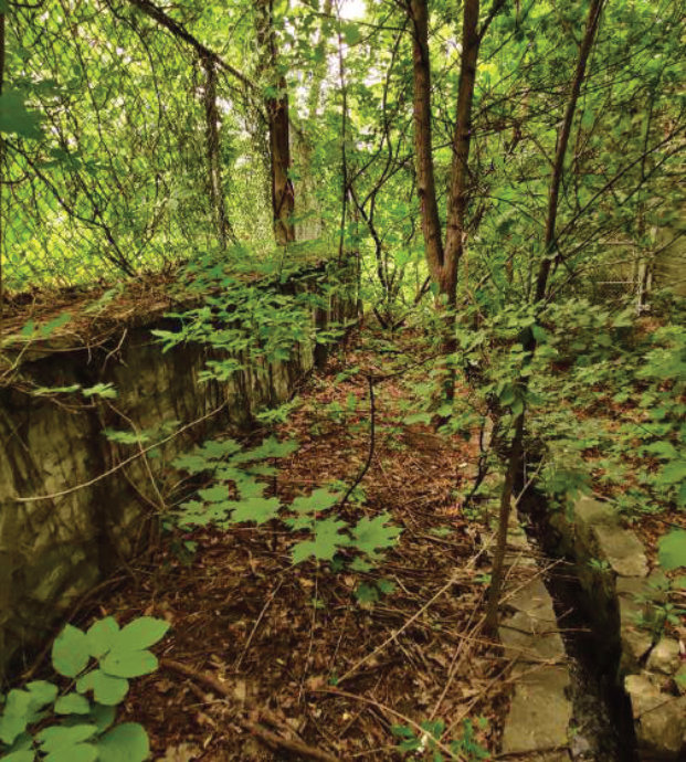 The creek’s stone channel under the trees